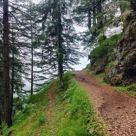 Neha Homestay Shimla Eksteriør billede