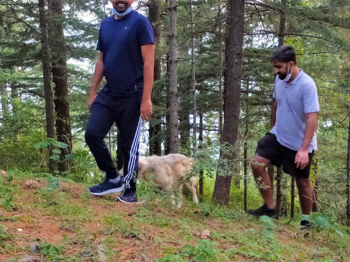 Neha Homestay Shimla Eksteriør billede