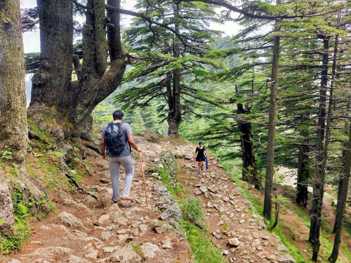 Neha Homestay Shimla Eksteriør billede