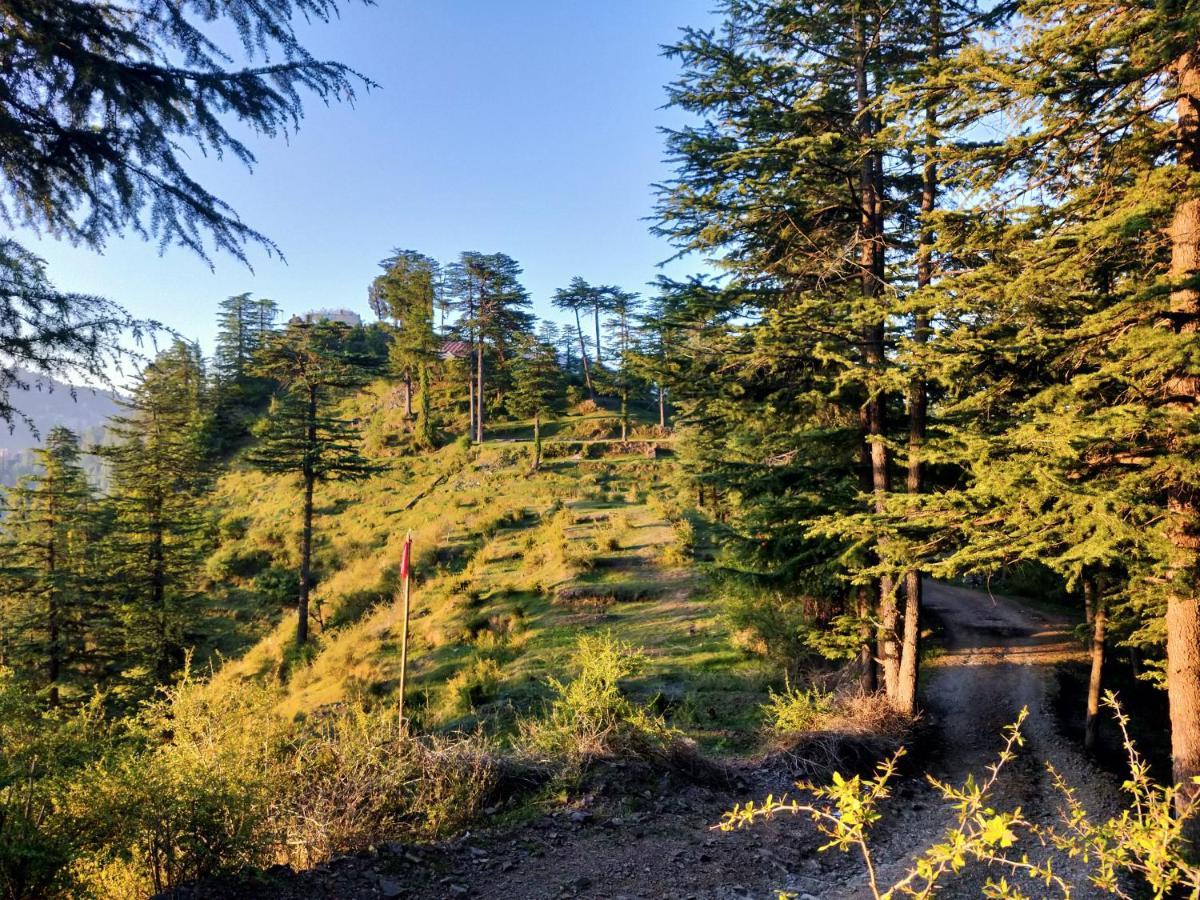 Neha Homestay Shimla Eksteriør billede