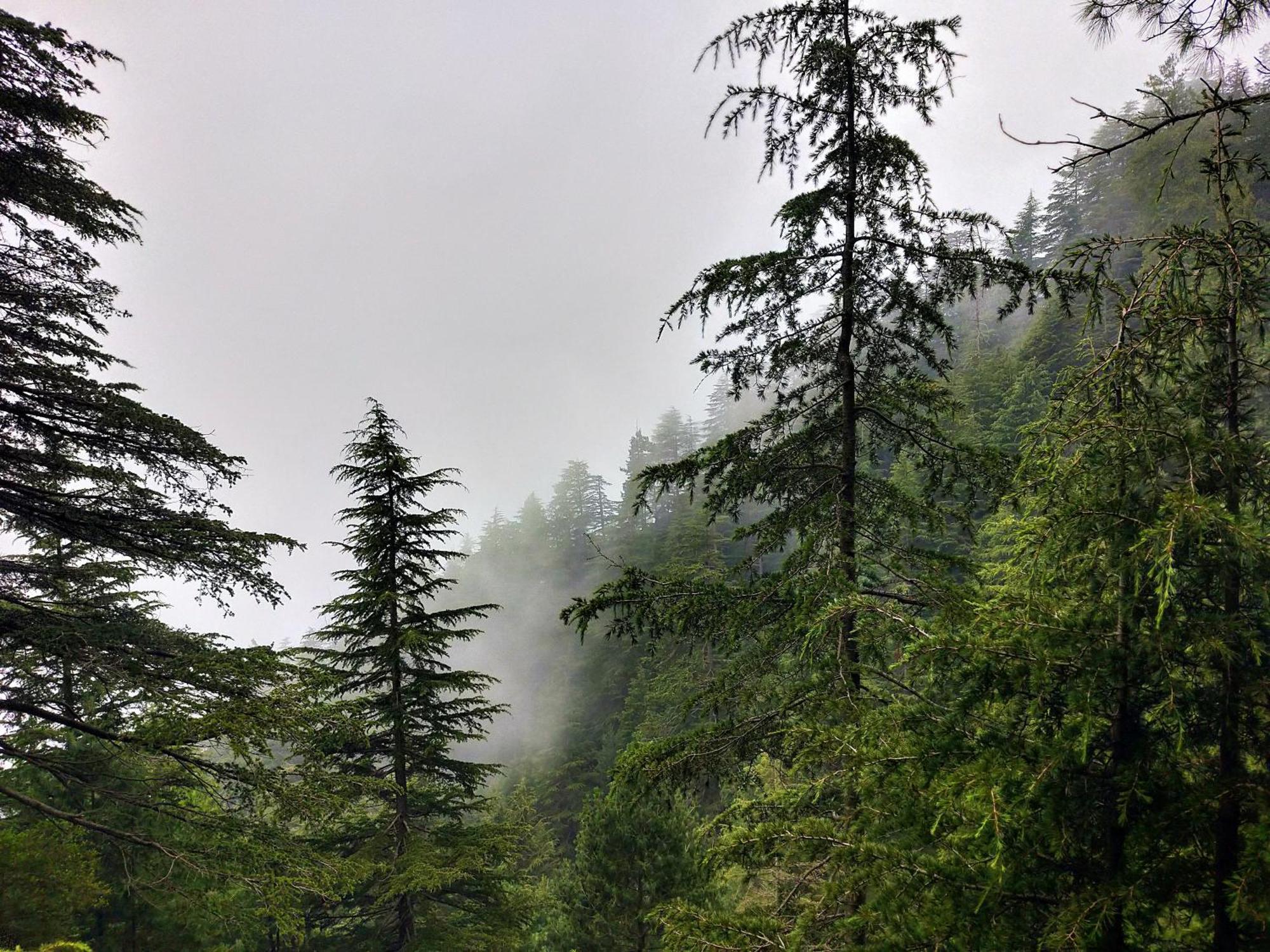 Neha Homestay Shimla Eksteriør billede