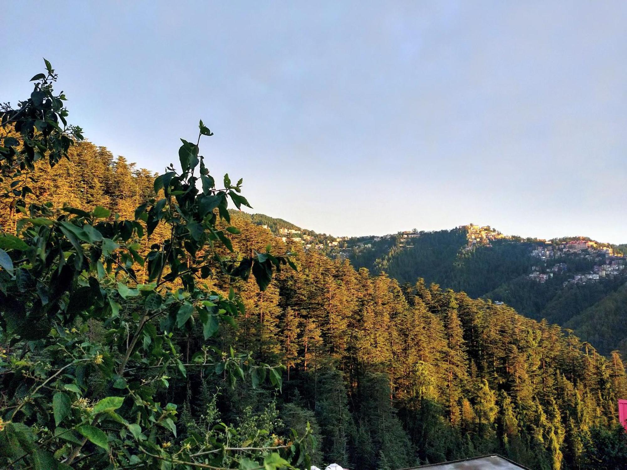 Neha Homestay Shimla Eksteriør billede