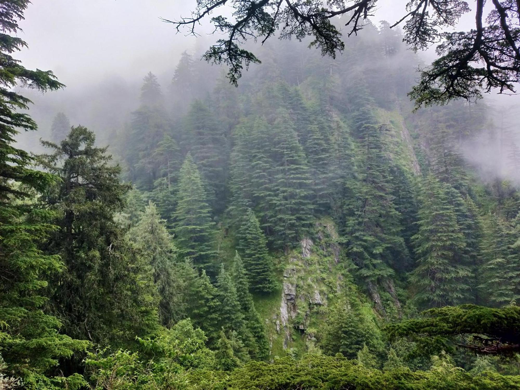 Neha Homestay Shimla Eksteriør billede