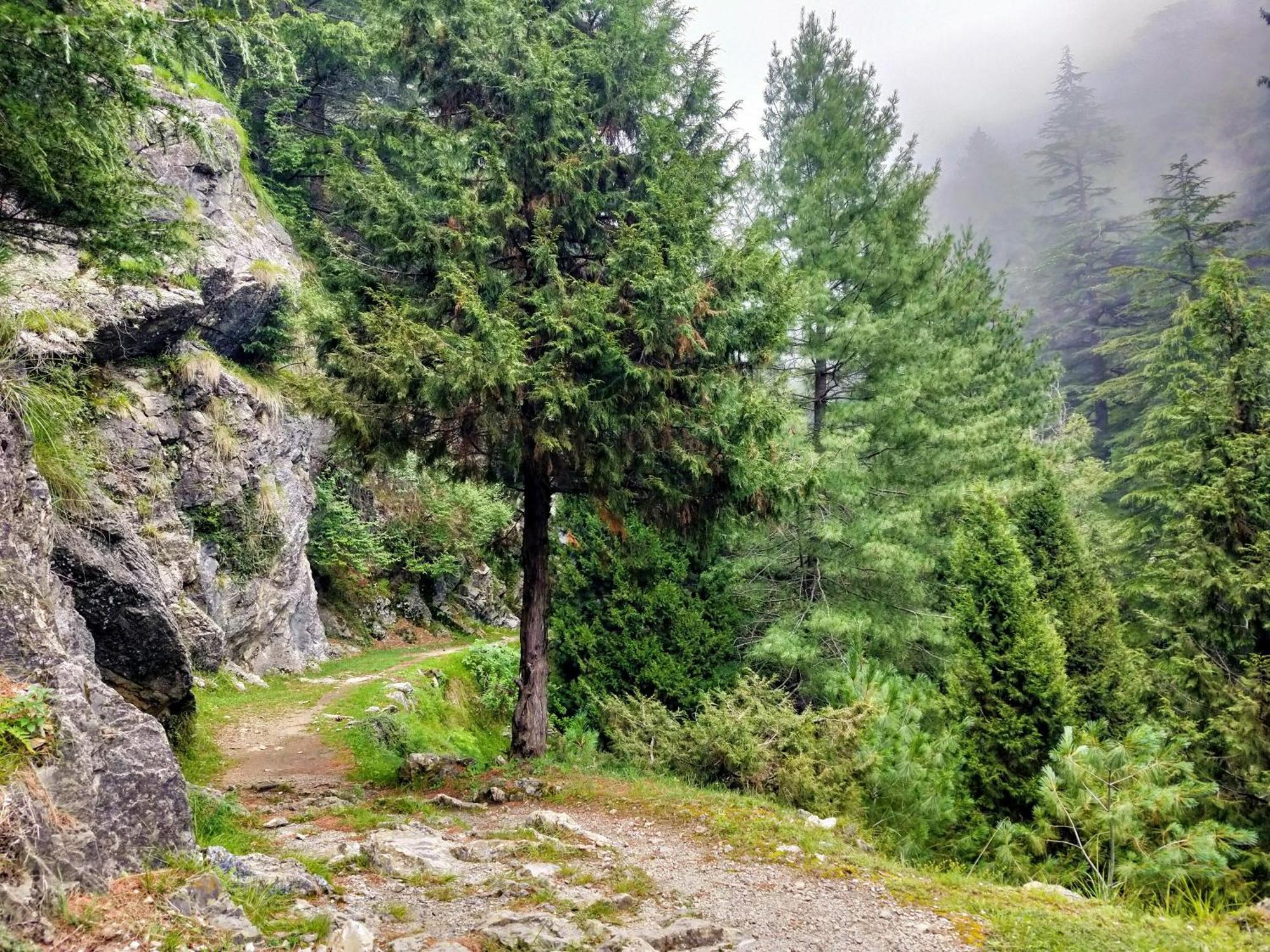 Neha Homestay Shimla Eksteriør billede